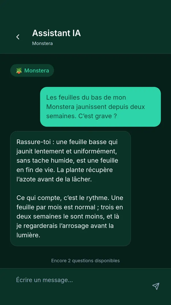 Assistant IA de SPRAIA : question sur des feuilles de Monstera qui jaunissent et réponse détaillée de l'assistant