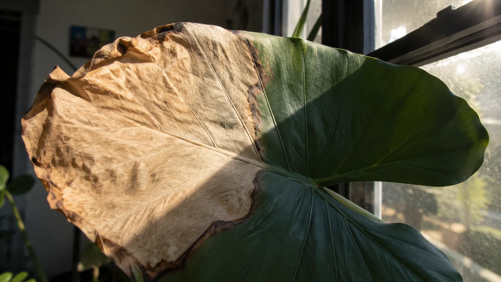 Feuille de plante d'intérieur avec taches brun clair de coup de soleil près d'une fenêtre ensoleillée