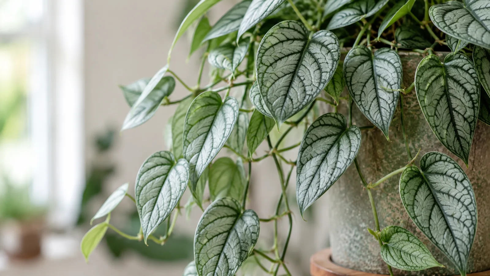 Monstera siltepecana with silvery juvenile leaves veined in dark green
