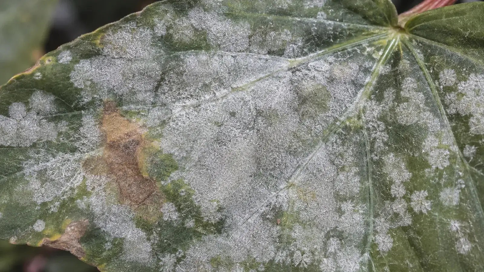 Houseplant leaf covered with a white powdery coating of powdery mildew