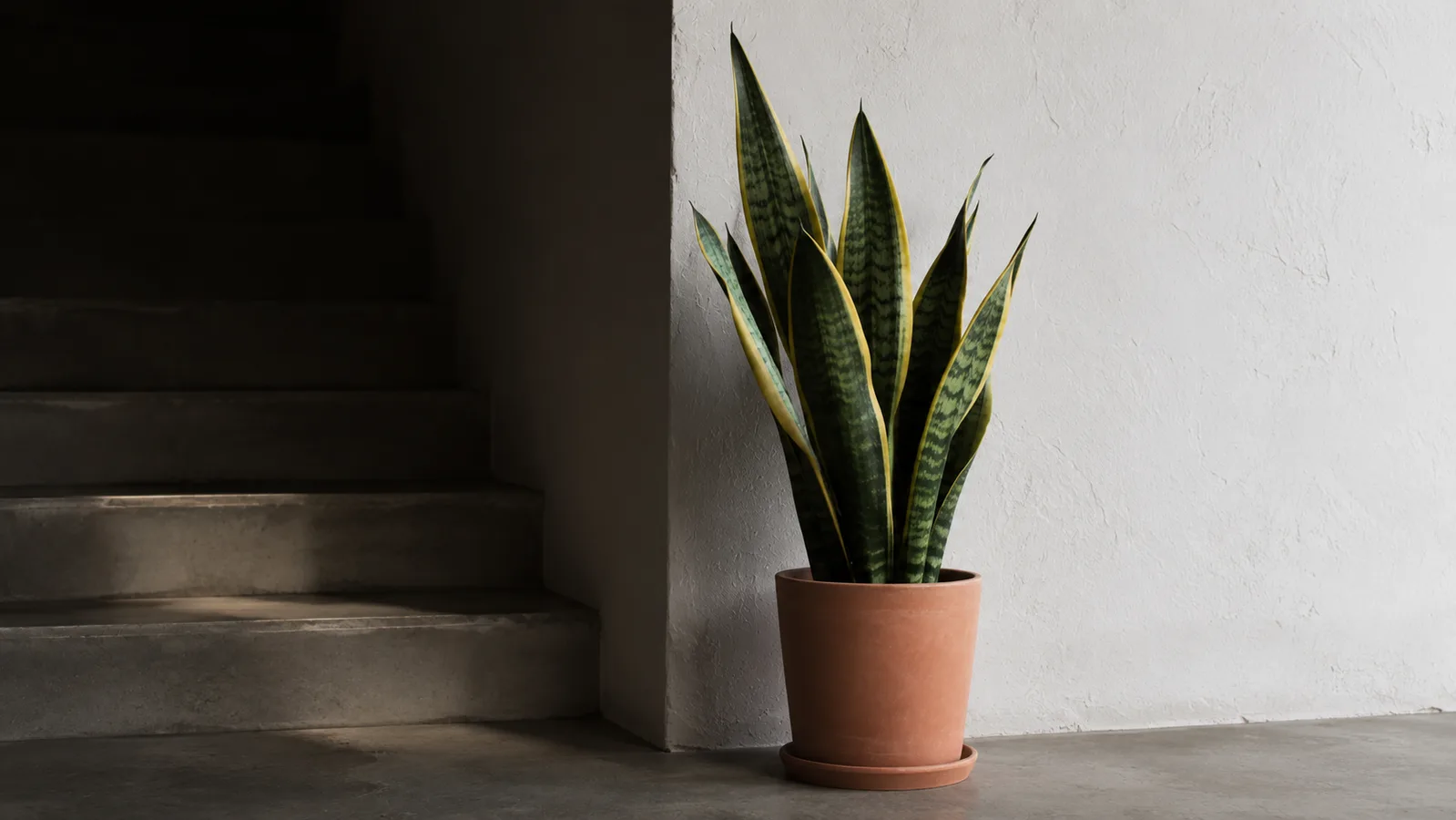 Sansevieria trifasciata with upright green and yellow leaves in a terracotta pot
