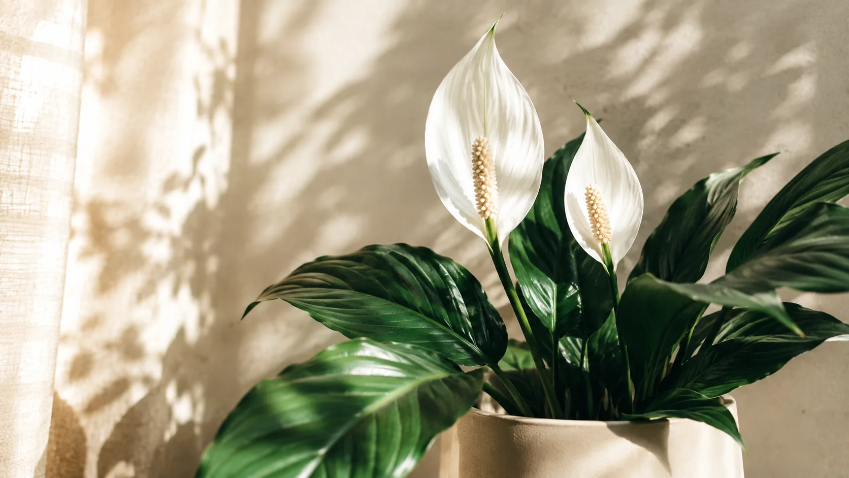 Spathiphyllum en plena floración con sus elegantes espatas blancas